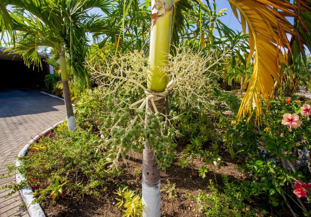 Nature'S Choice Home Richmond Palms, Jamaica エクステリア 写真