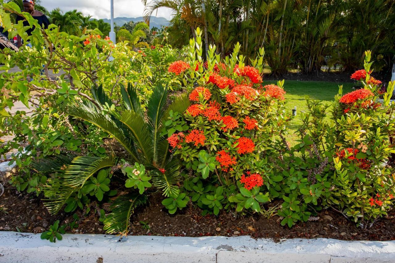 Nature'S Choice Home Richmond Palms, Jamaica エクステリア 写真